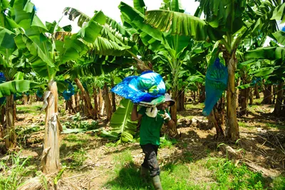 Visite Belfort Agriculture petit train Martinique